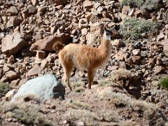07 Wild Guanaco In The Relinchos Valley Between Casa de Piedra And Plaza Argentina Base Camp